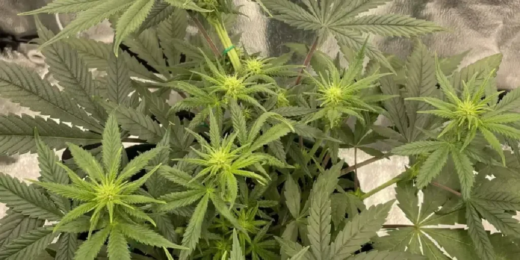 lost pearl strain cannabis plant vegetative stage indoor grow