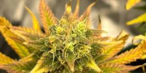 Lost Pearl Strain Grow Info