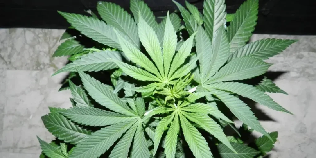 Moby Dick strain dense frosty bud with orange pistils