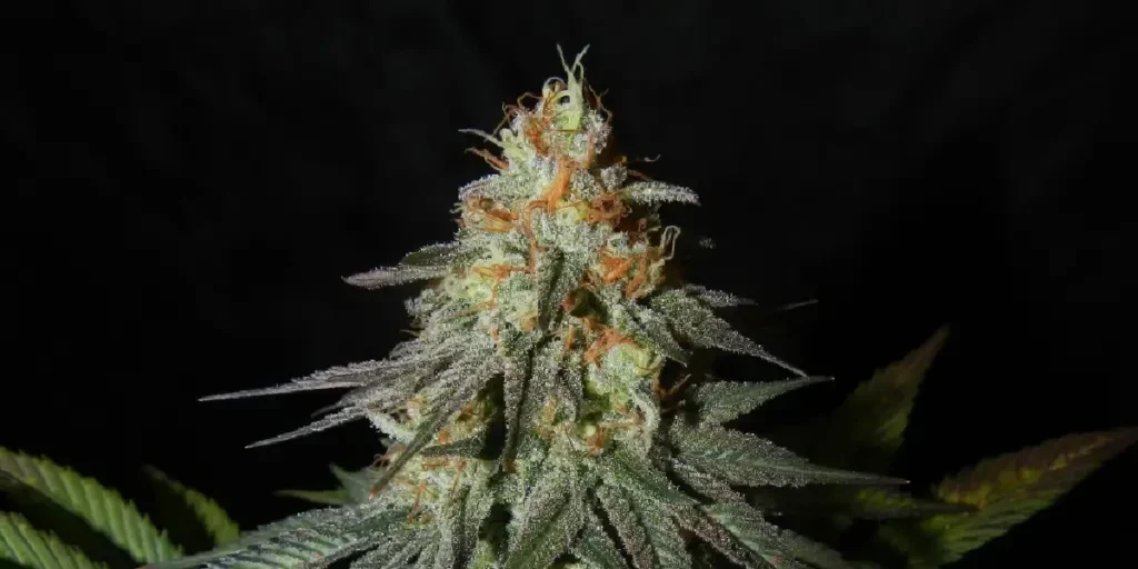 Moby Dick Strain Grow Info