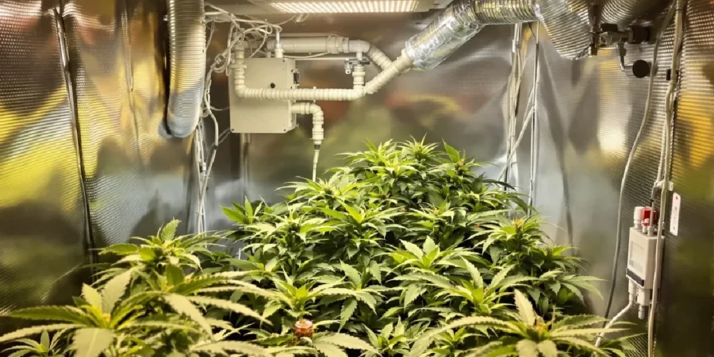 cannabis plants growing outdoors in warm and humid conditions