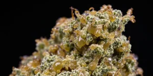 Rare purple cannabis buds with dense trichomes