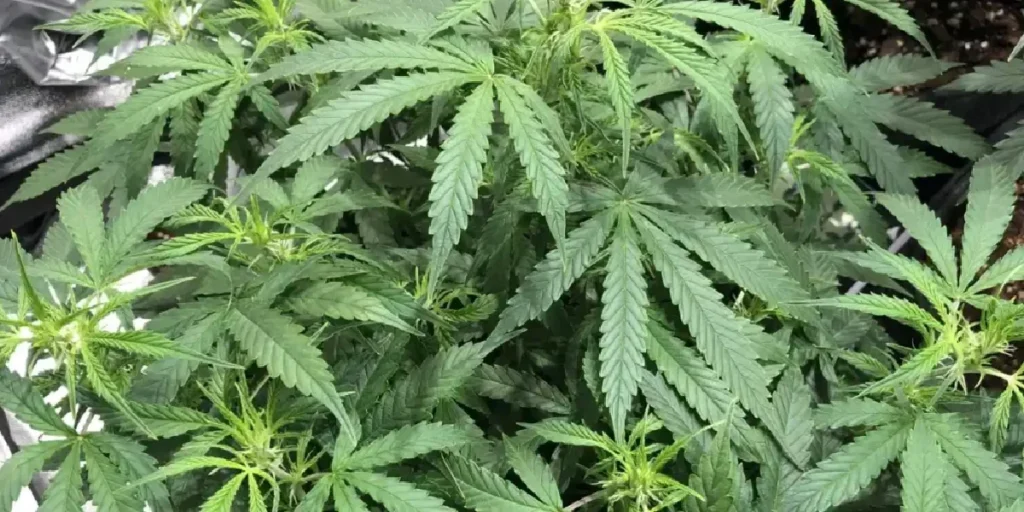 cannabis plant with dense green leaves growing indoors