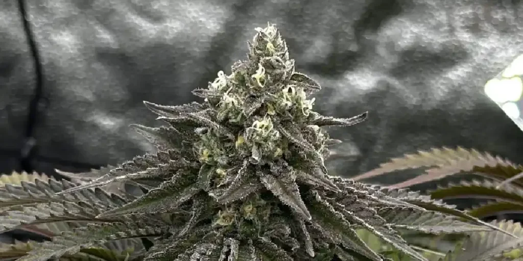 Super Critical Strain Grow Info