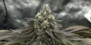 Super Critical cannabis strain plants in vegetative growth
