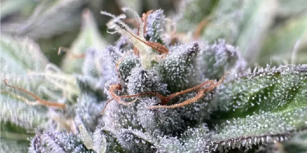 Super Lemon Haze Strain Grow Info