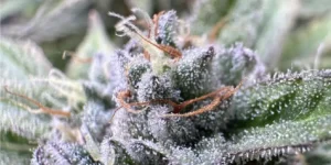 Super Lemon Haze Strain Grow Info