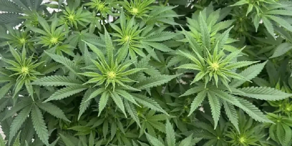 Super Lemon Haze cannabis plant in vegetative stage
