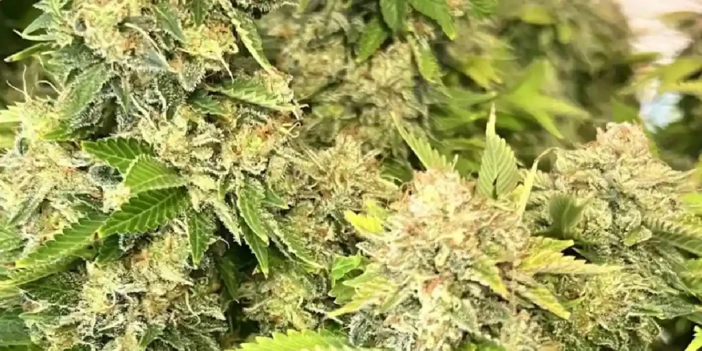 Sweet Valley Kush Strain Grow Info