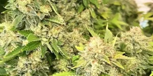 Sweet Valley Kush buds close up with trichomes