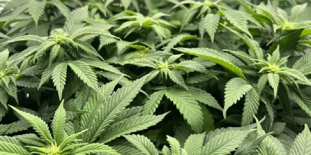 Sweet Valley Kush cannabis plant in vegetative stage