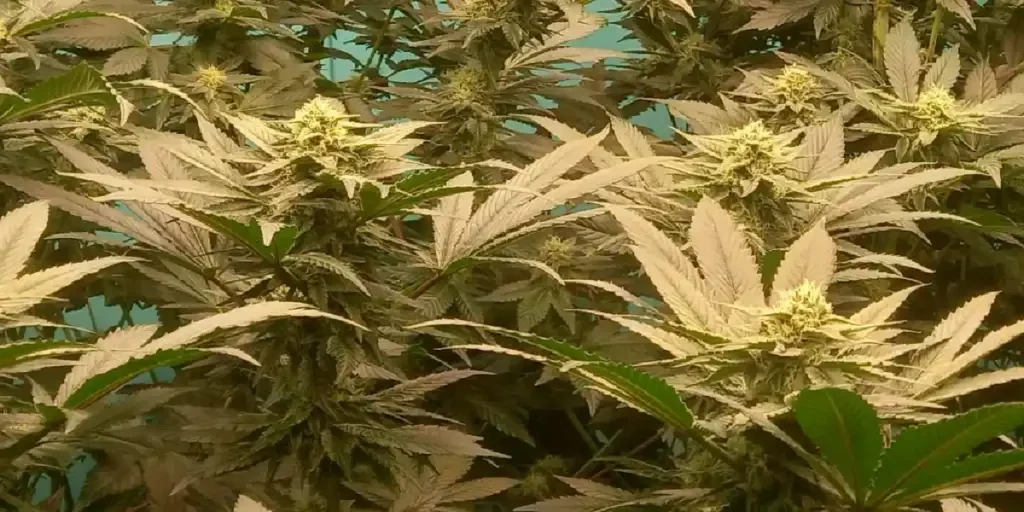 Tarte Tatin Strain Grow Info