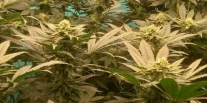 Tarte Tatin Strain Grow Info