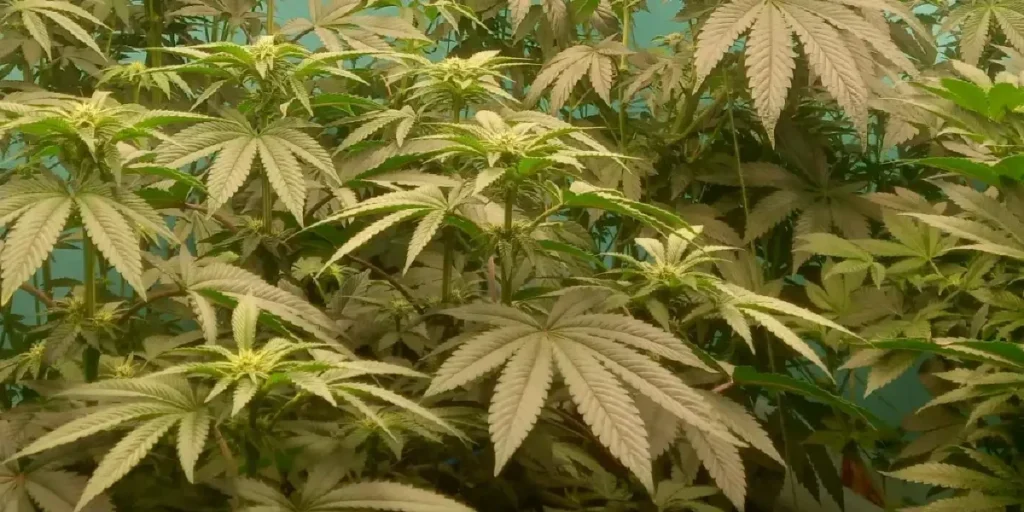 Tarte Tatin strain buds developing during flowering stage