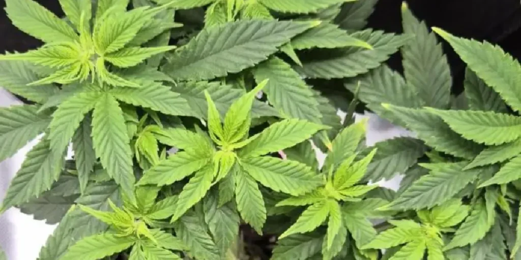 top view of Trainwreck cannabis plants in vegetative stage with dense green foliage