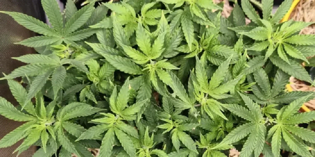 Trainwreck Strain Grow Info
