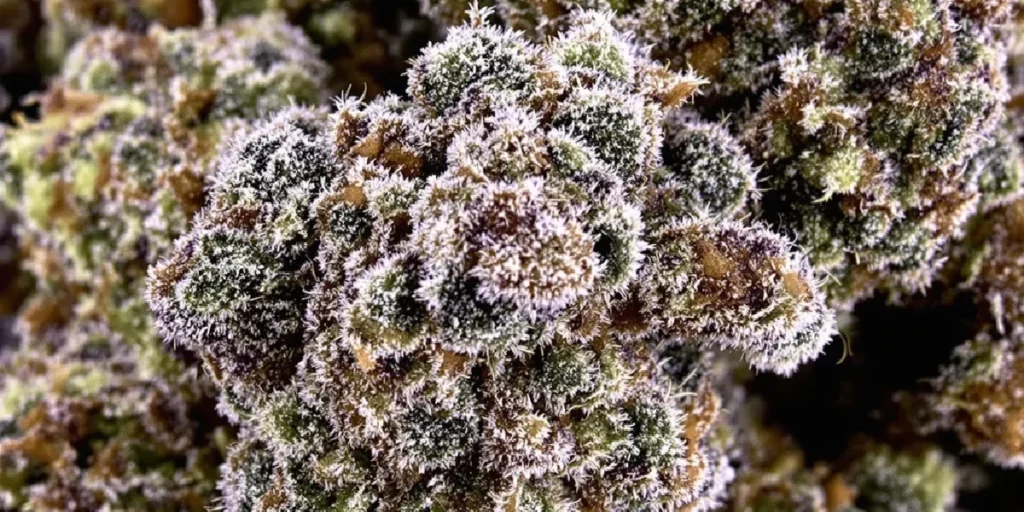 Best 70/30 Indica Dominant Strains for Relaxation and Relief