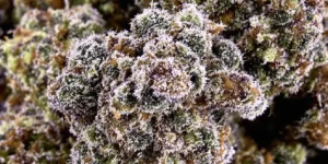 70 30 indica dominant cannabis bud dense structure