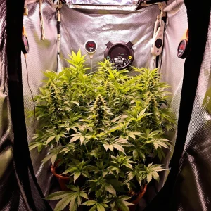 Autoflower VPD Chart: The Key to Maximizing Growth