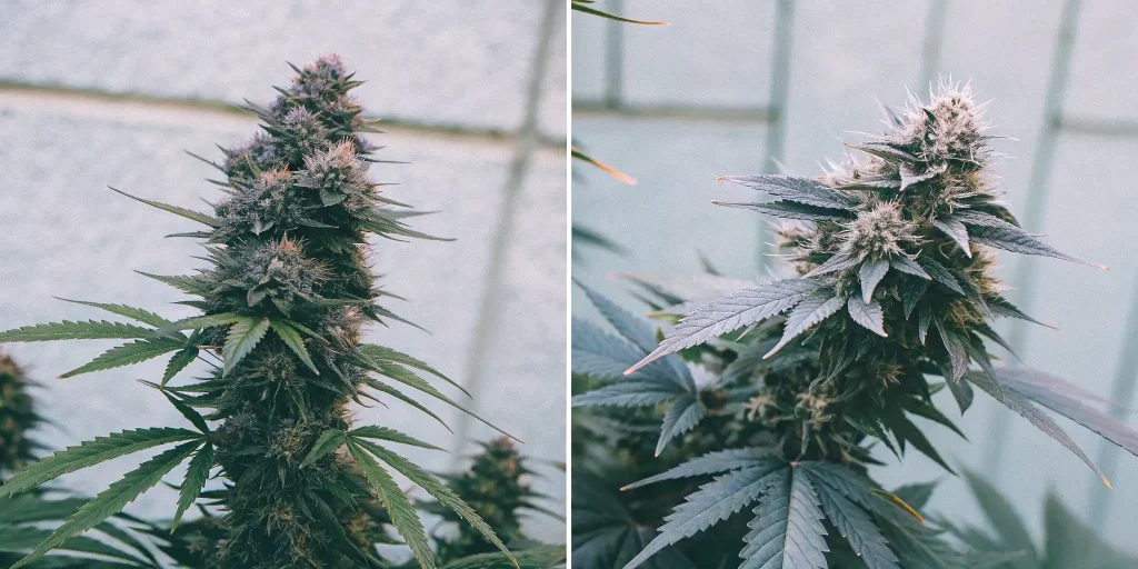 Autoflower vs Photoperiod: Choosing Cannabis Seeds for Your Grow
