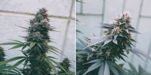 Autoflower vs Photoperiod: Choosing Cannabis Seeds for Your Grow