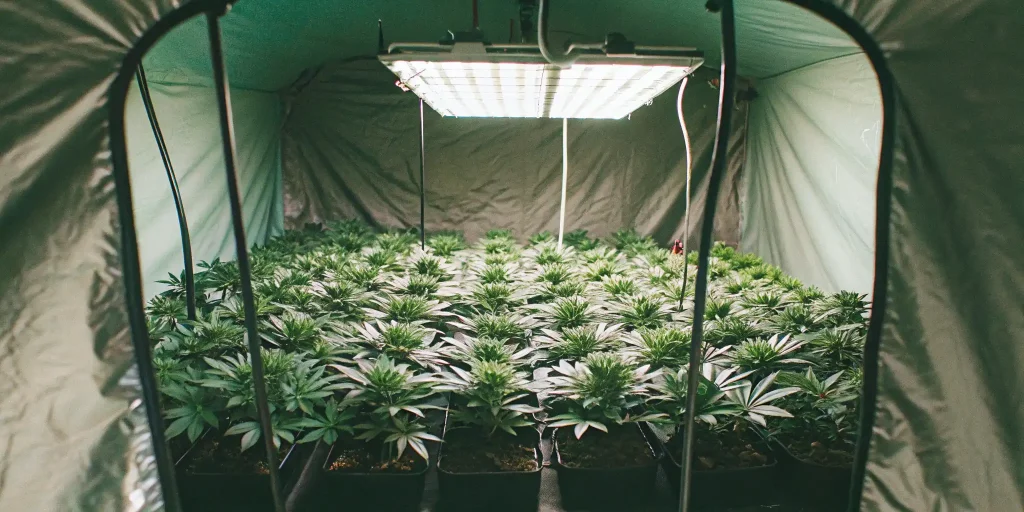 Best Auto for 3×3 Autoflower Yield