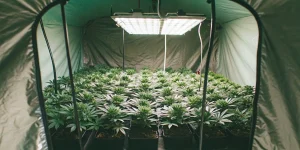 Best Auto for 3×3 Autoflower Yield