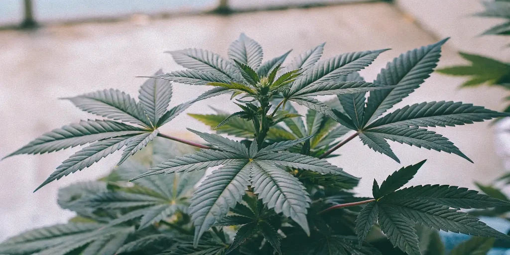 Best Cannabis Clones Online: A Complete Overview