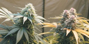 Best Indica Strains: A Detailed Review