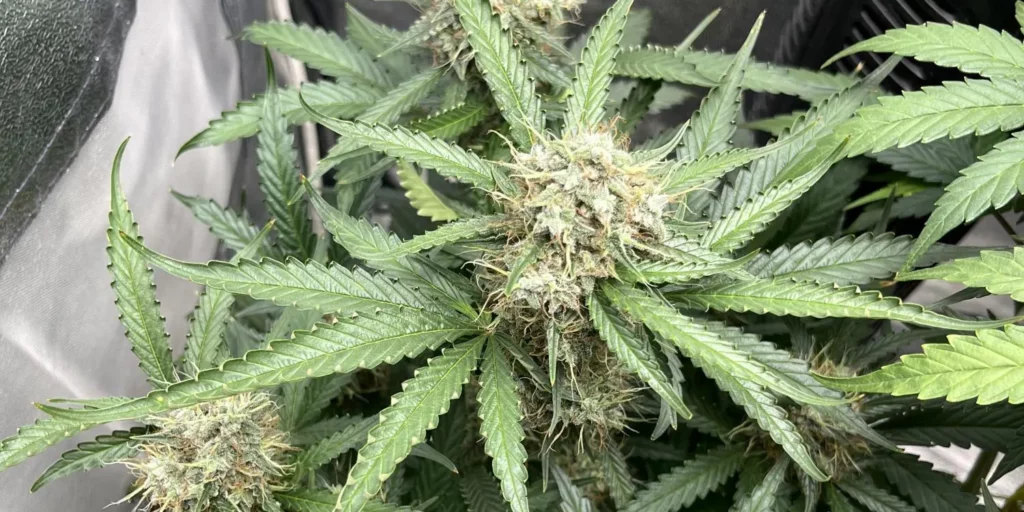 Girl Scout Cookies Auto Grow Info