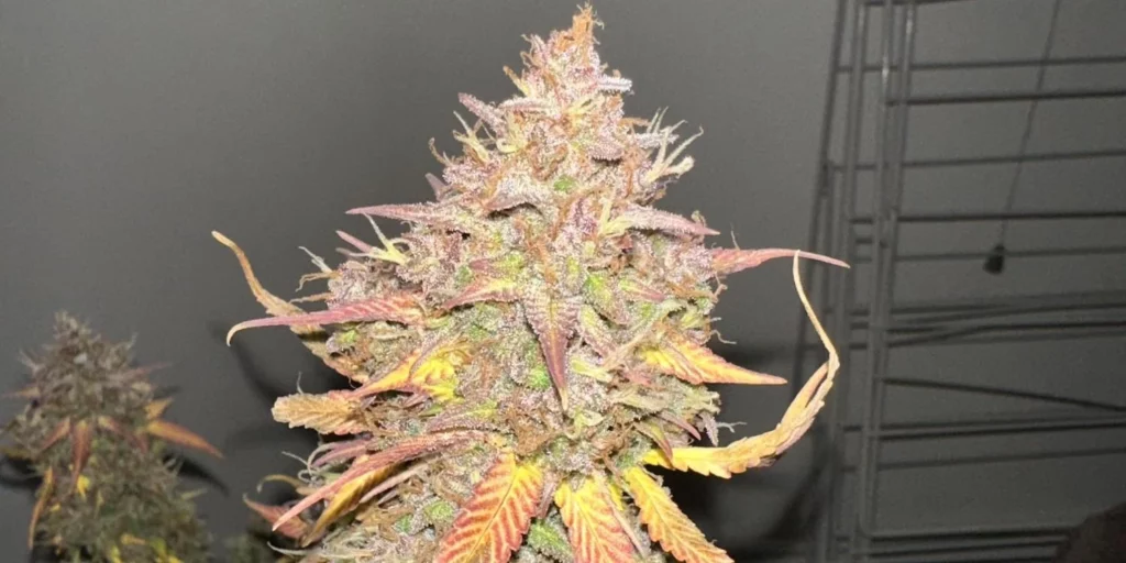 Gorilla Cookies Auto Grow Info