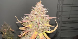 Gorilla Cookies Auto Grow Info