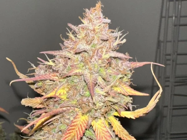 Gorilla Cookies Auto Buds