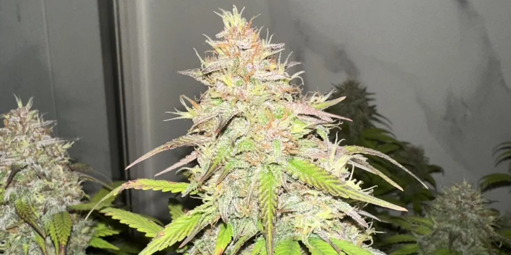 Gorilla Cookies Auto Flowering