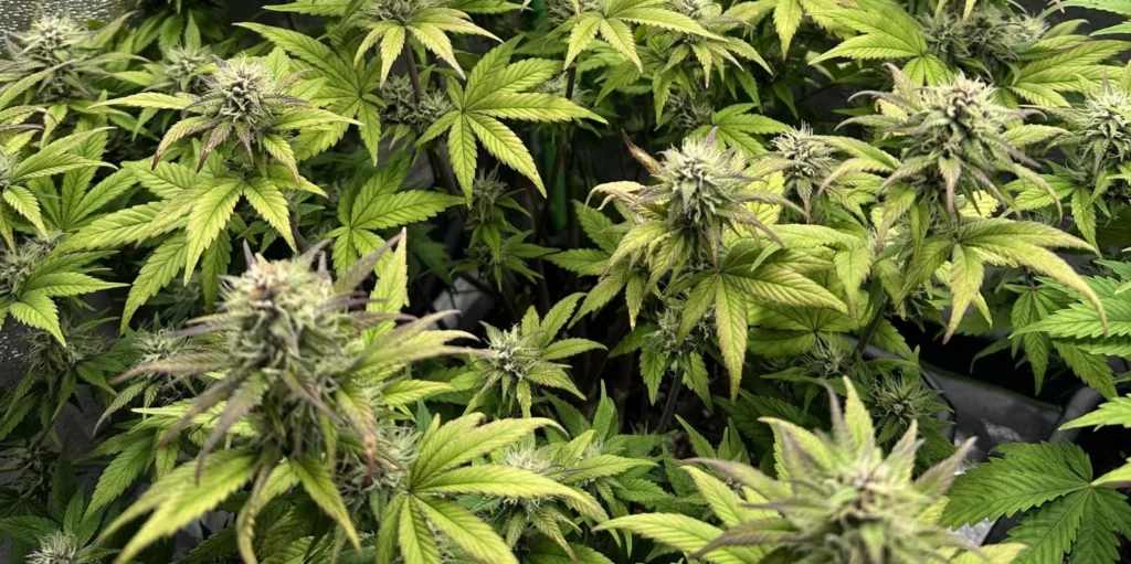 Gorilla Cookies Auto Grow