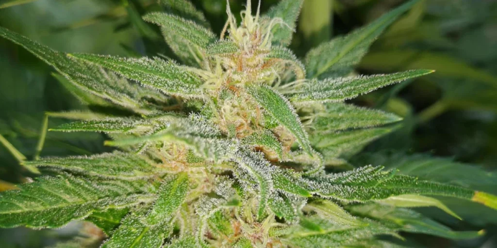 Gorilla Punch Auto Grow Info