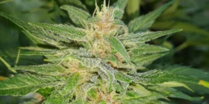 Gorilla Punch Auto Grow Info