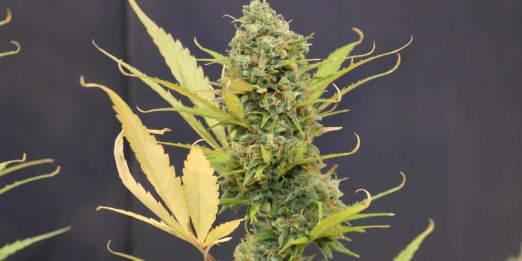 Grapefruit Auto Grow Info