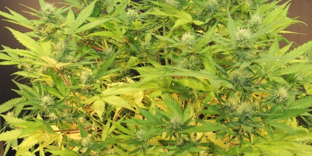 Grapefruit Auto Flowering