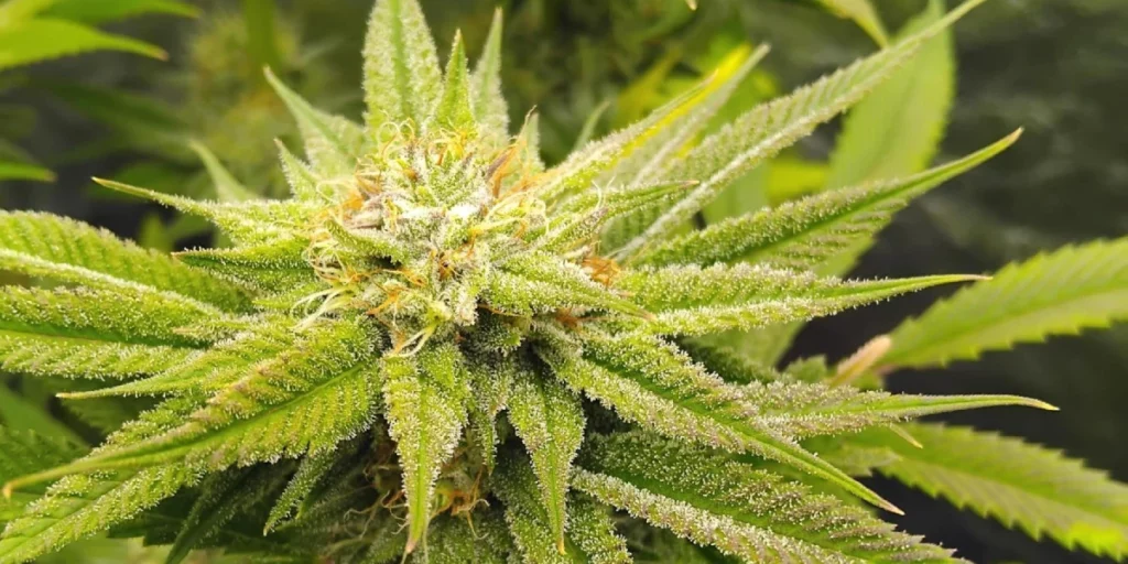 Lemon Orange Strain Grow Info