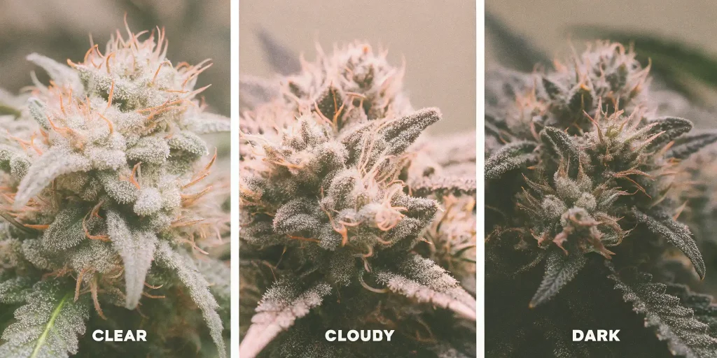 Over Ripe Buds: Identifying, and Managing Mature Cannabis Flowers