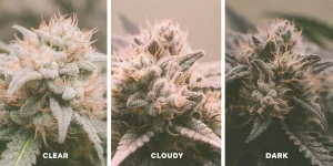 Over Ripe Buds: Identifying, and Managing Mature Cannabis Flowers