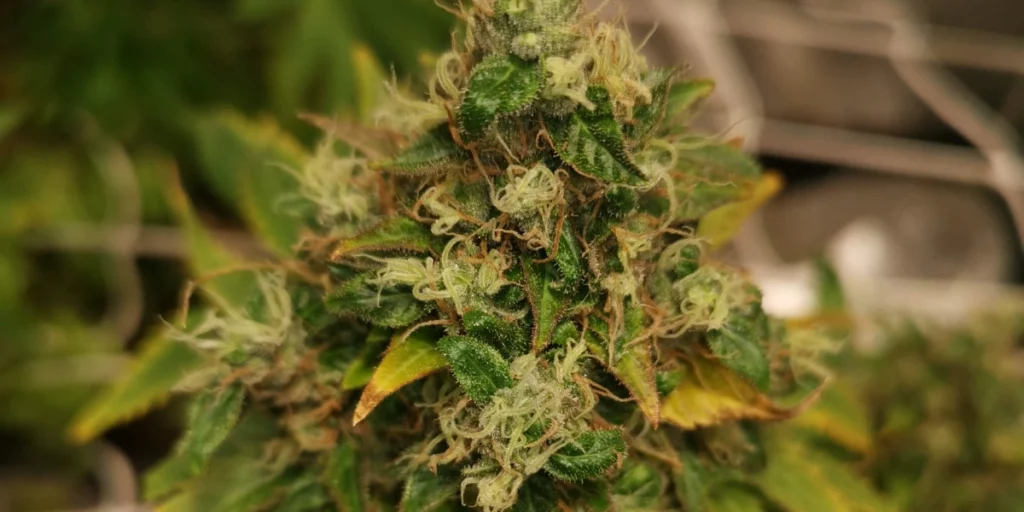 White Lemon Strain Grow Info