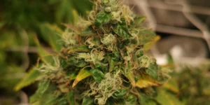 White Lemon Strain Grow Info