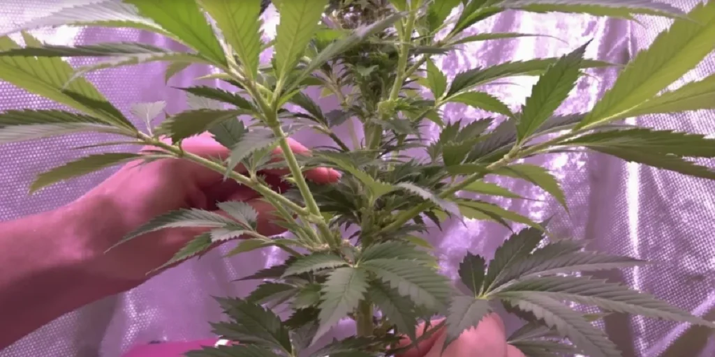 autoflower bud close up high yield beginner friendly