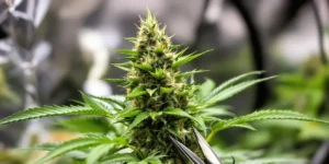 greenhouse cannabis cultivation with autoflower plants