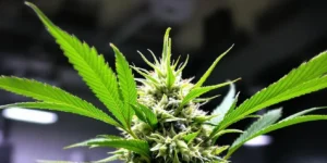 cannabis grower selecting autoflower genetics and recording strains