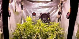 autoflower cannabis grow tent with vpd temperature and humidity controller