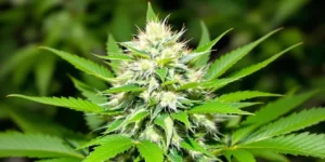 How to Succeed with Best Autoflower Seeds for Beginners