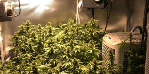 Optimal Humidity for Flowering Cannabis
